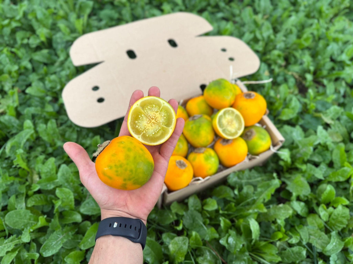 Lulo (Naranjilla)