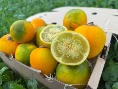 Lulo (Naranjilla)