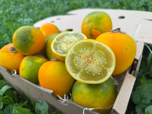 Lulo (Naranjilla)