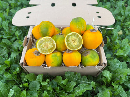Lulo (Naranjilla)