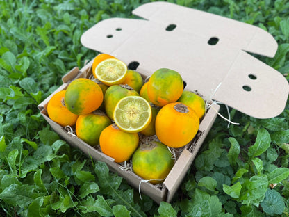 Lulo (Naranjilla)