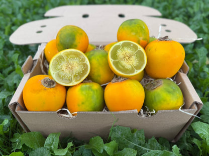Lulo (Naranjilla)
