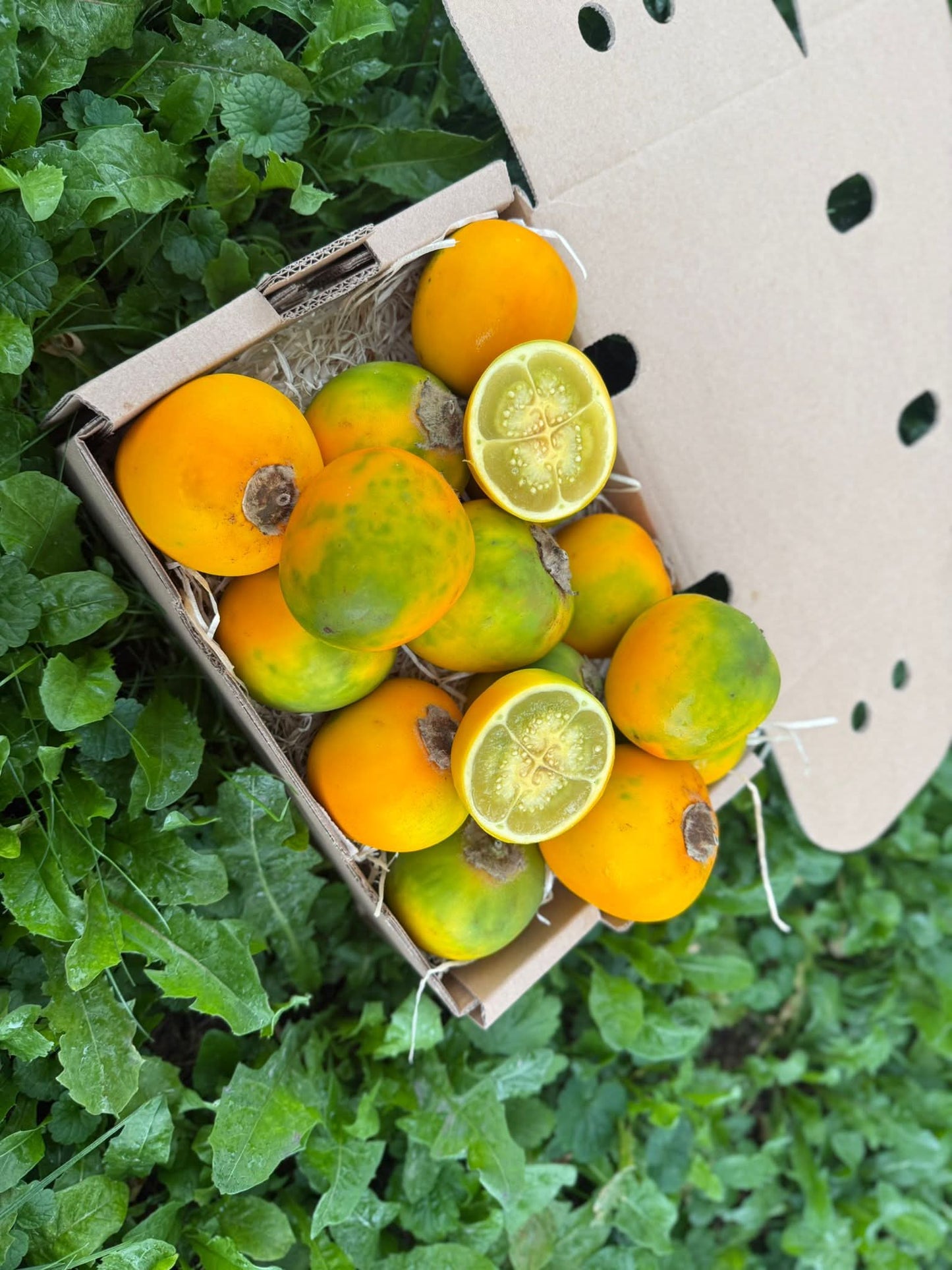 Lulo (Naranjilla)