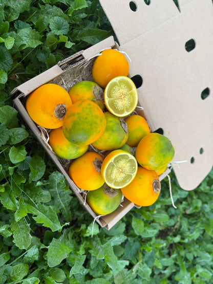 Lulo (Naranjilla)