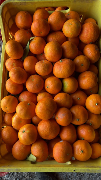 Mandarinen Nova Bio von Familie Bilardi Kalabrien