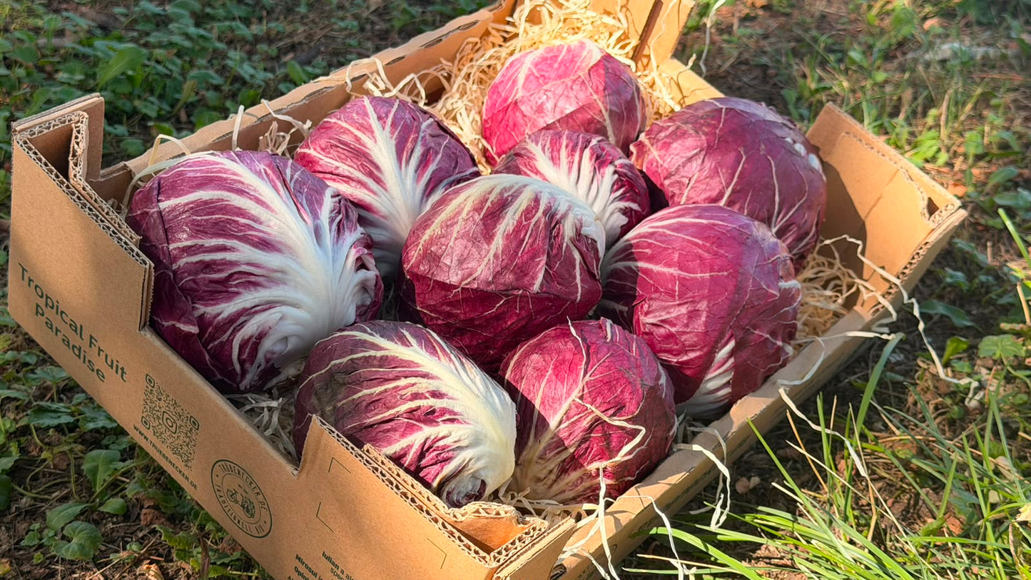 Radicchio Chioggia regional bio aus Bayern