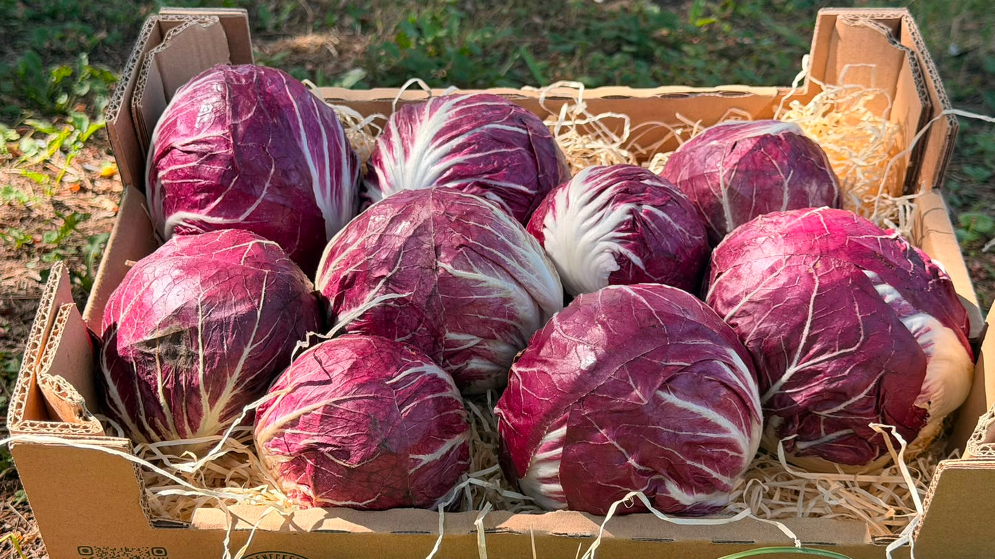 Radicchio Chioggia regional bio aus Bayern