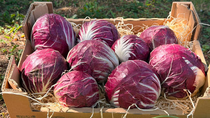 Radicchio Chioggia regional bio aus Bayern