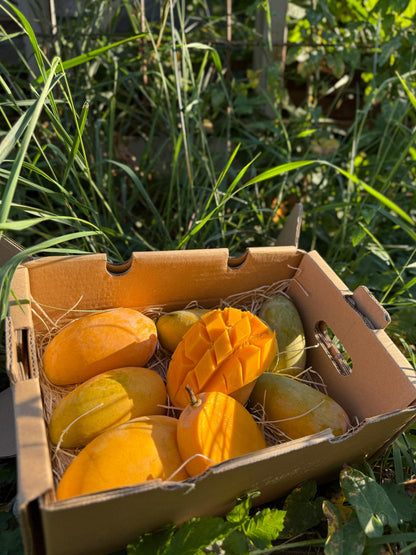 Mango Honig „Ataulfo“ Bio von Joe Roman