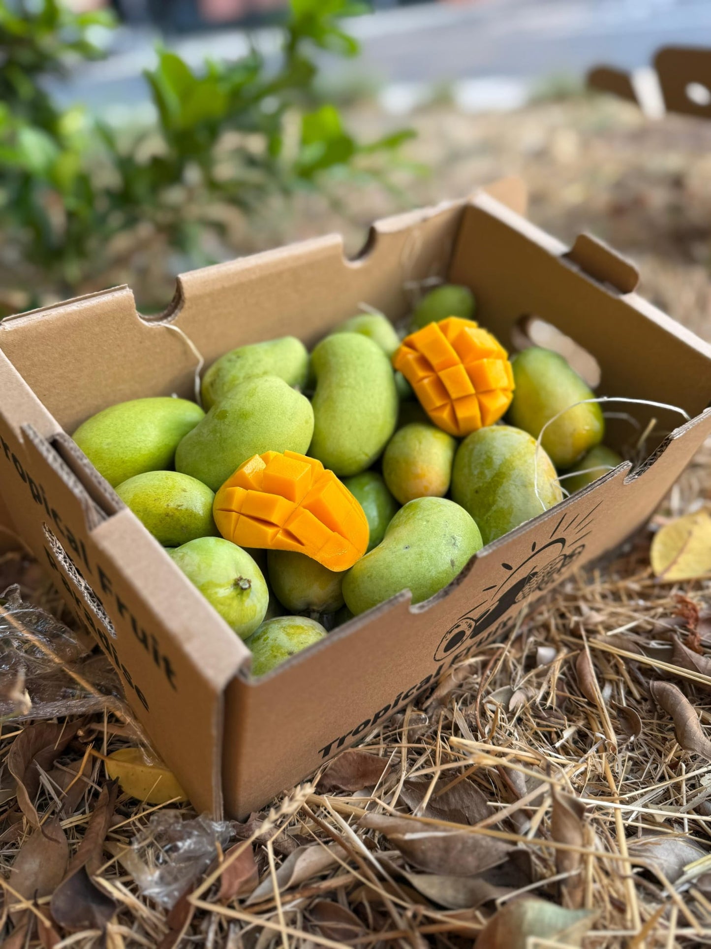 Baby Honig-Mango Ataulfo Bio von Julian