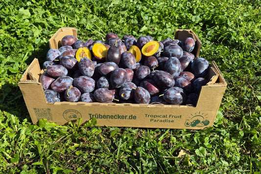Zwetschgen Bio regional Bioland vom Bodensee