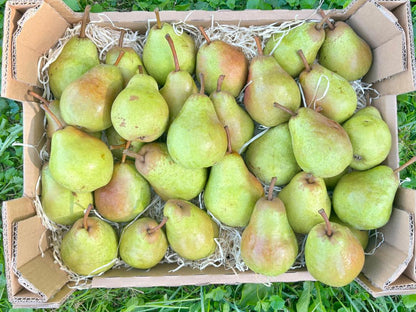 Birne "Williams Christ" Bio regional bioland Obst und Weinbaubetrieb Lanz Nonnenhorn