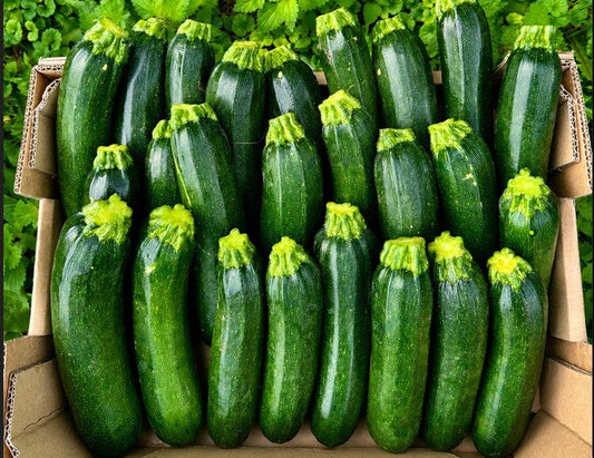 Zucchini Bio regional demeter vom Obergrashof