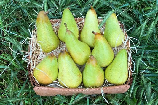 Bio Birnen "Abate" 1kg