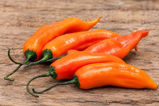 Aji Amarillo (Original peruanische gelbe Chili)