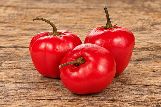 Aji Rocoto (Peruanische Baumchili)