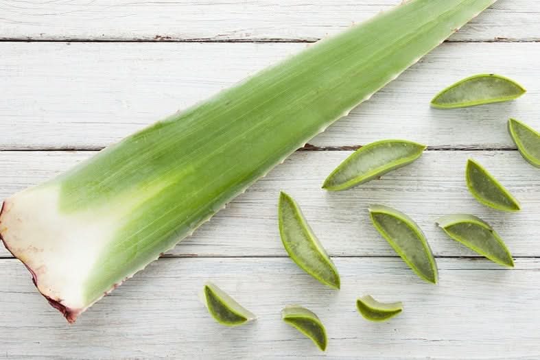 Bio Aloe Vera Frischblatt bestellen