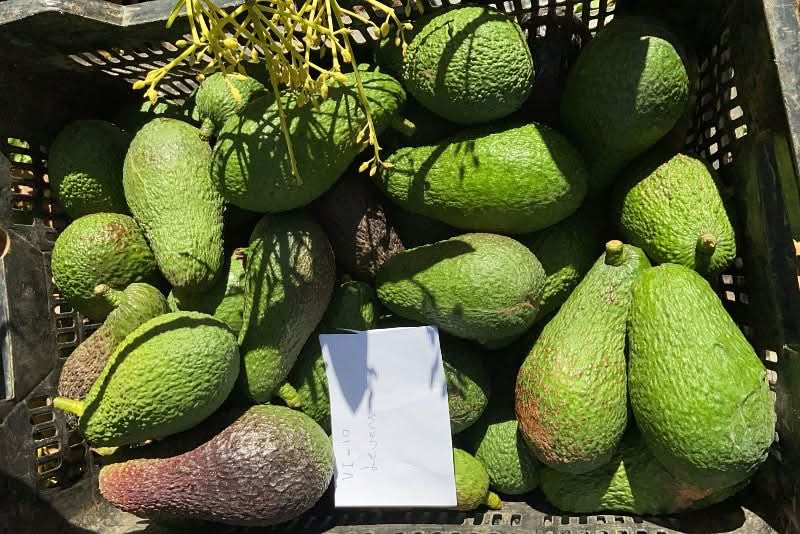 Avocado-Raritäten Mix Box von Julian