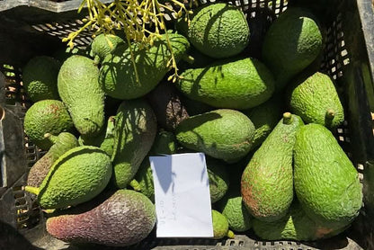 Avocado Retterbox "Späternte" Bio & Wild von Julian % 4kg