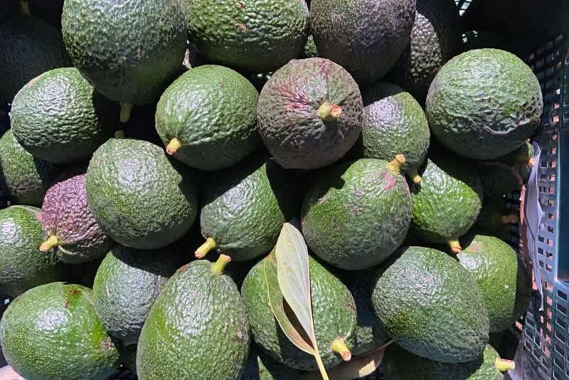 Avocado Retterbox "Späternte" Bio & Wild von Julian % 4kg