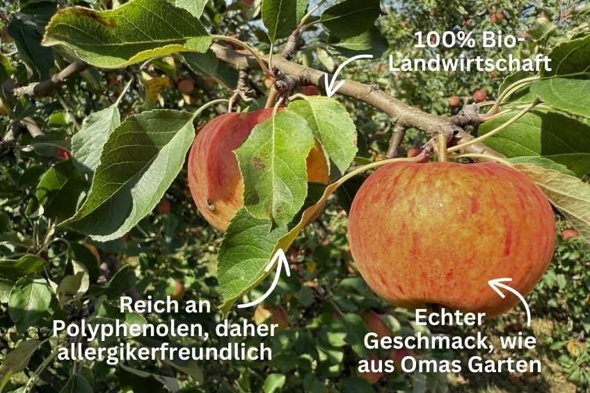 Apfel Entdeckerbox Bio regional 3kg