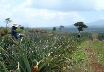 Ananas Extra Sweet Bio