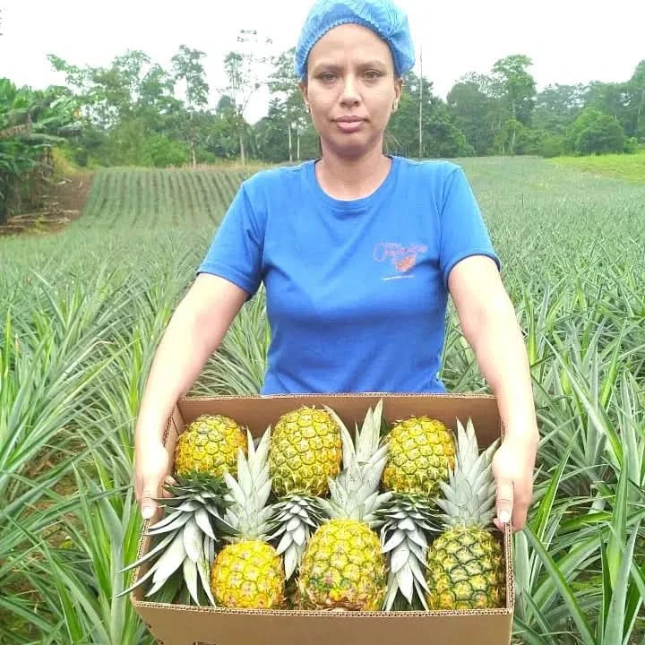 Bio Ananas „Golden Sweet“ reifgeerntet von Lissette