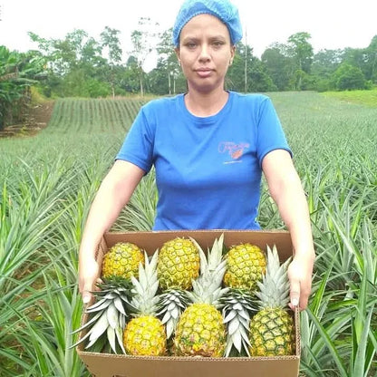 Bio Ananas „Golden Sweet“ reifgeerntet von Lissette
