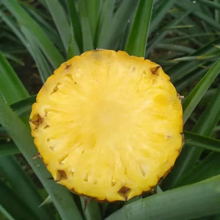 Bio Ananas „Golden Sweet“ reifgeerntet von Lissette