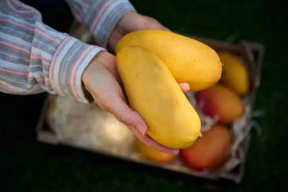Anna’s Bio Mango Tango Box