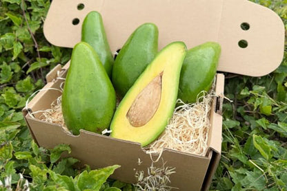 Avocadorarität Antillano (Riesen-Avocado) Box