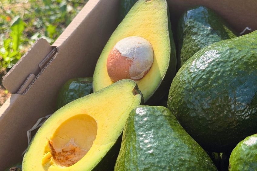 Avocado Antillano (Riesen-Avocado ca. 500g) Aktionswoche %