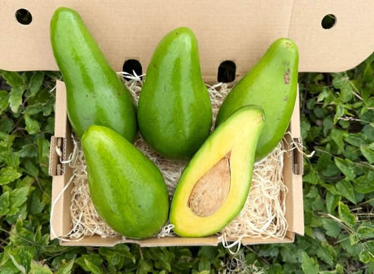 Avocadorarität Antillano (Riesen-Avocado) Box