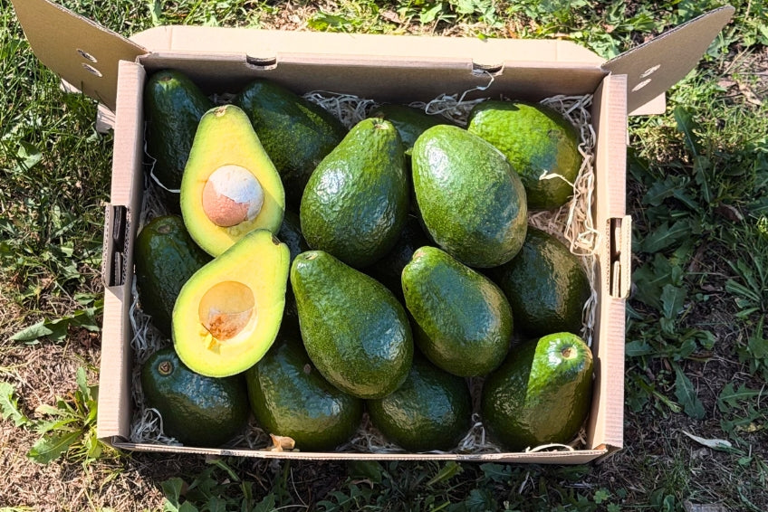 Avocado Antillano (Riesen-Avocado ca. 500g) Aktionswoche %
