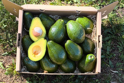 Avocado Antillano (Riesen-Avocado ca. 500g) Aktionswoche %