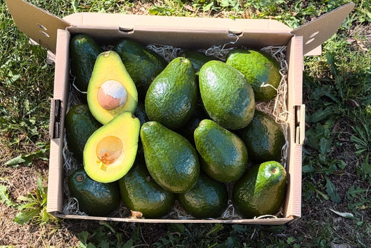 Avocado Antillano (Riesen-Avocado ca. 500g) Aktionswoche %