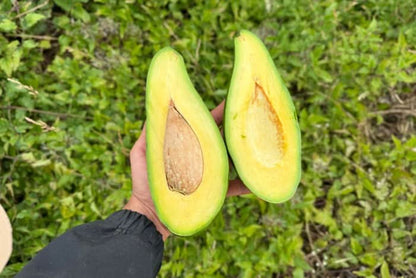 Avocadorarität Antillano (Riesen-Avocado) Box