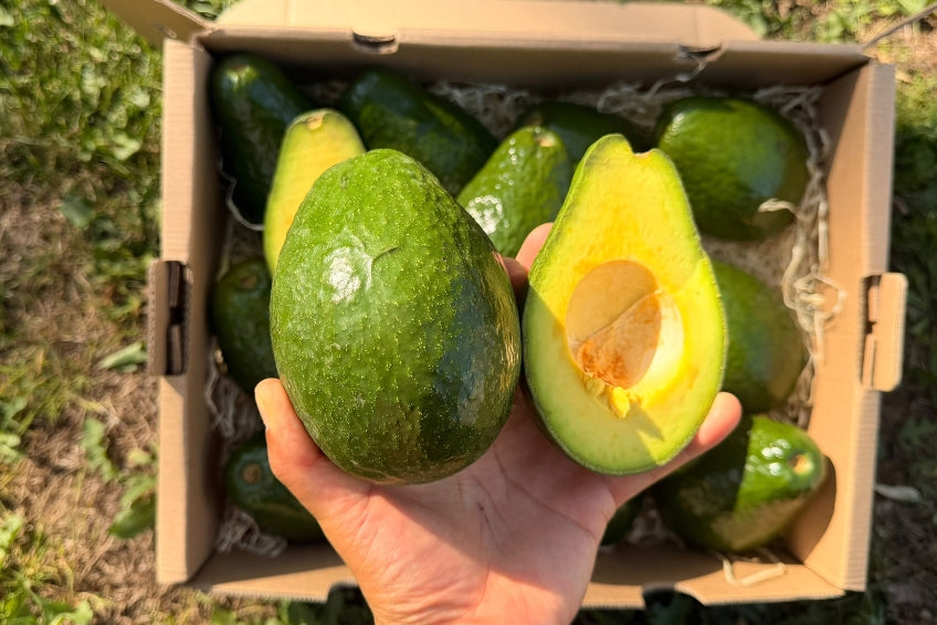 Avocado Antillano (Riesen-Avocado ca. 500g) Aktionswoche %