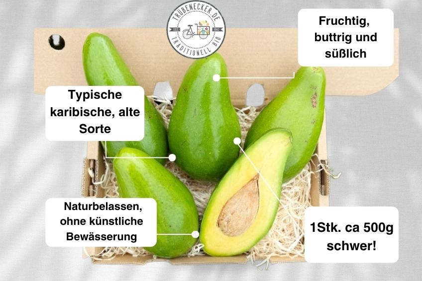 Avocadorarität Antillano (Riesen-Avocado) Box