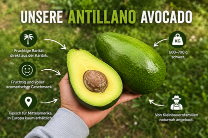 Avocado Antillano (Riesen-Avocado ca. 700g)