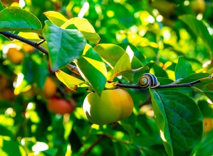 Kaki "Fuyu" (Apfel-Kaki) von Julian Sparpreis-Box %