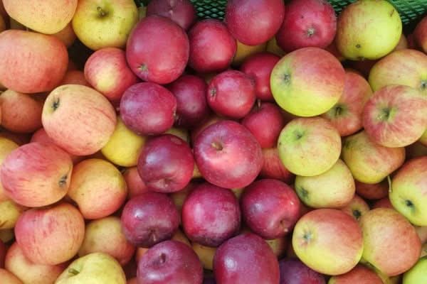 Apfel Mix "Apfel-Raritäten" (allergikerfreundlich) Bio Box