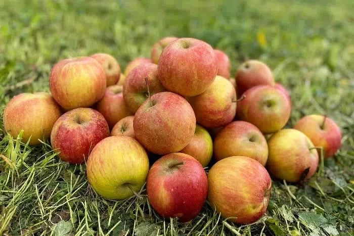 Bio Apfel "Rubinette" vom Obstgut Erletz regional 1kg