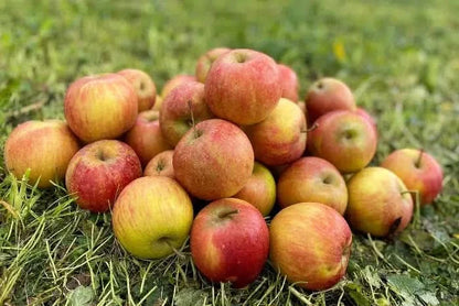 Bio Apfel "Rubinette" vom Obstgut Erletz regional 1kg