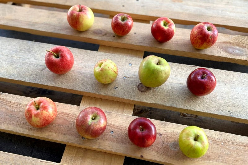 Apfel Entdeckerbox Bio regional 3kg
