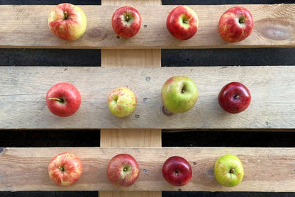 Apfel Entdeckerbox Bio regional 3kg