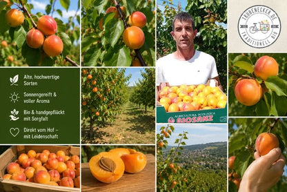 Aprikosen "Hargrand" Bio von Jose