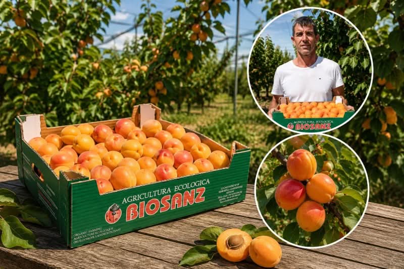 Aprikosen "Hargrand" Bio von Jose