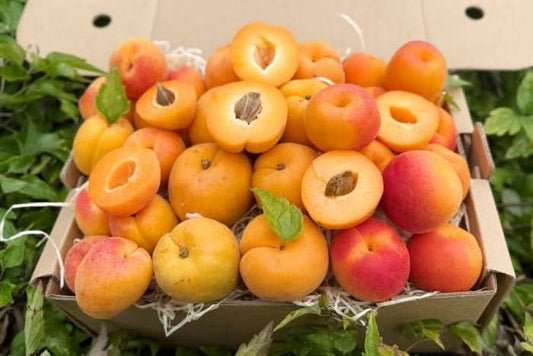 Aprikosen Mix Bio Box 3kg