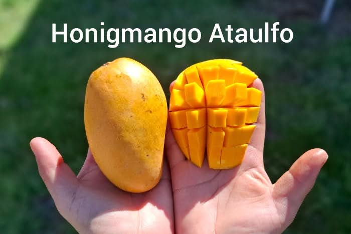 Mango, Avo & Passion Box - 3.5 Kg